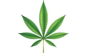 An illustration of a vibrant green cannabis leaf centered against a plain white background, showing its distinct seven serrated leaflets spreading out from a central stem.