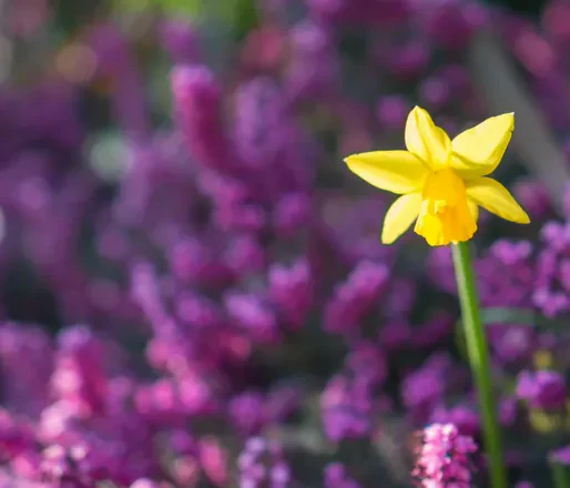 An isolated yellow daffodil stands out in sharp focus against a soft, heavily blurred background filled with vibrant purple flowers.