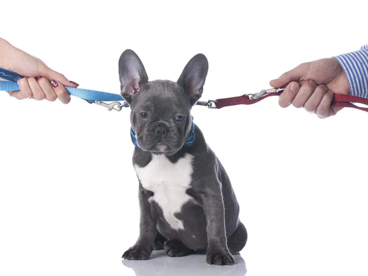 A French Bulldog puppy sits between two people, each holding a different leash attached to its collar, against a white background.