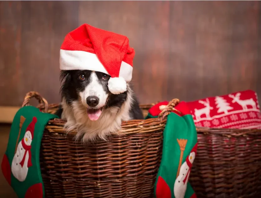 A medium-long shot captures a black and white Border Collie wearing a red and white Santa hat, sitting inside a brown wicker basket with green Christmas stockings.